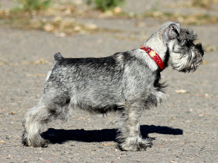 Миттельшнауцер вес взрослой собаки
