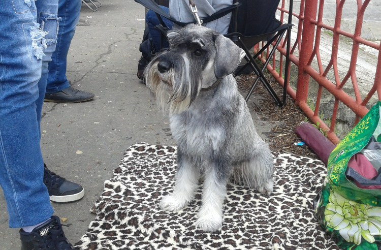 Черный Цвергшнауцер тримминг