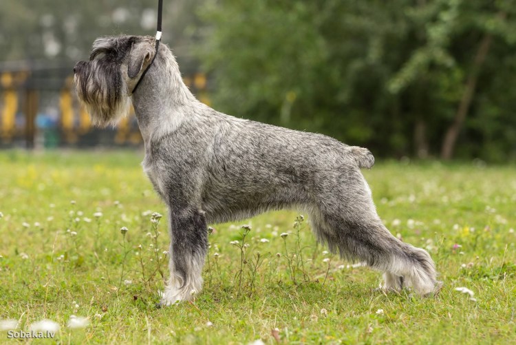 Шнауцер терьер черный