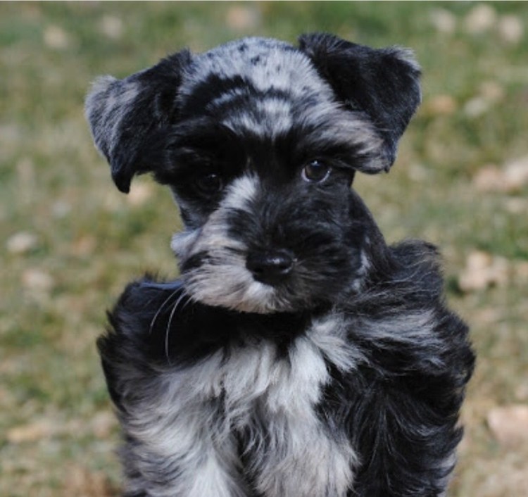 Ризер шнауцер серый