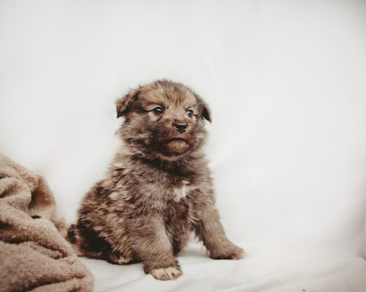 Миттельшнауцер Януш