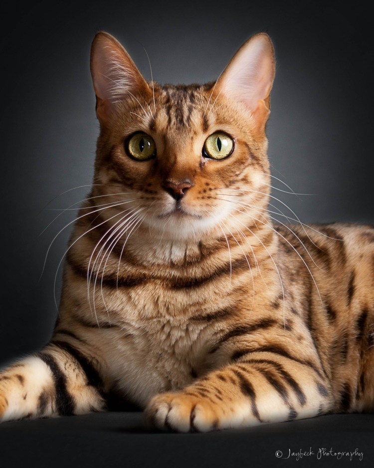 Порода Аллерка