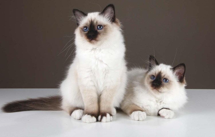 Бирманская кошка