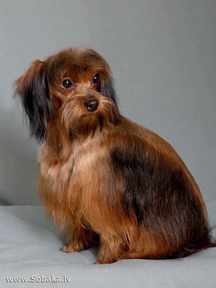 Петербургская Орхидея (Невская Орхидея)