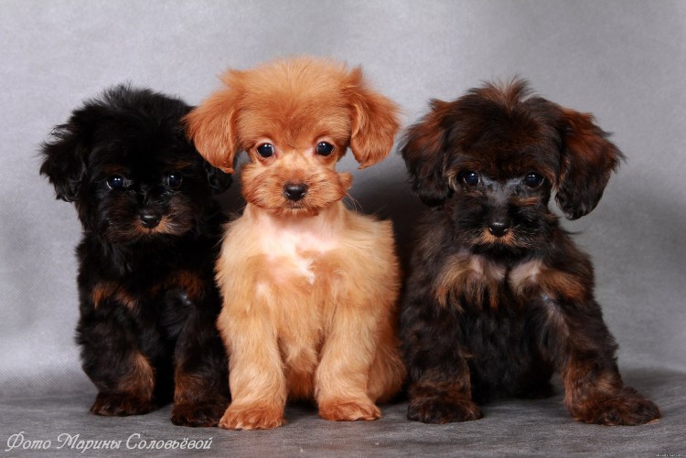 Нина Насибова Петербургская Орхидея