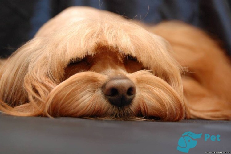 Болонка Петербургская Орхидея