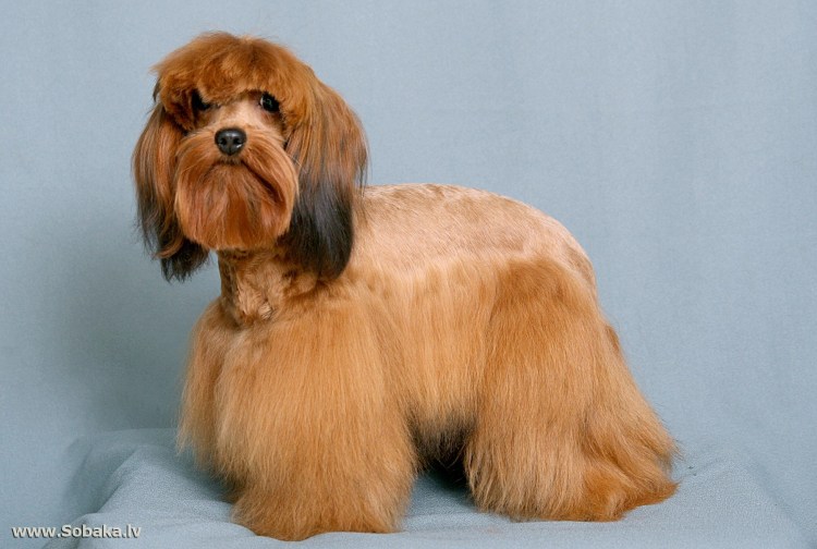 Петербургская Орхидея собака