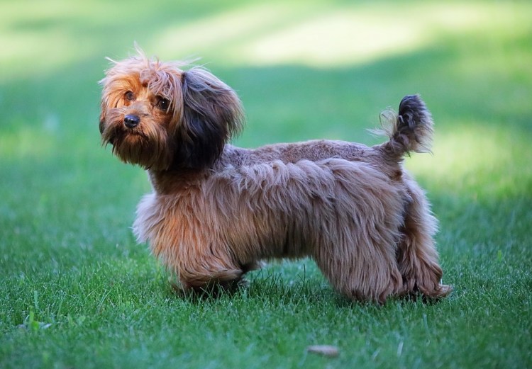 Порода Петербургская Орхидея