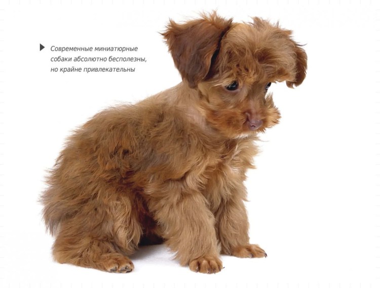 Петербургская Орхидея собака