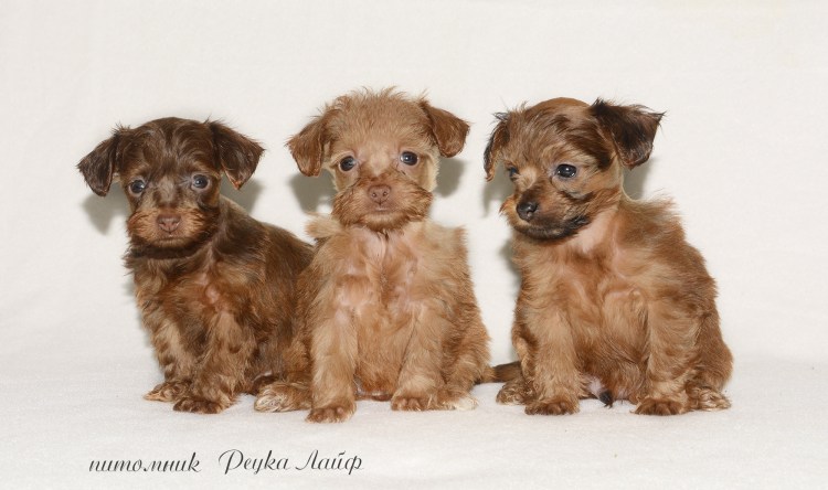 Порода собак Петербургская Орхидея