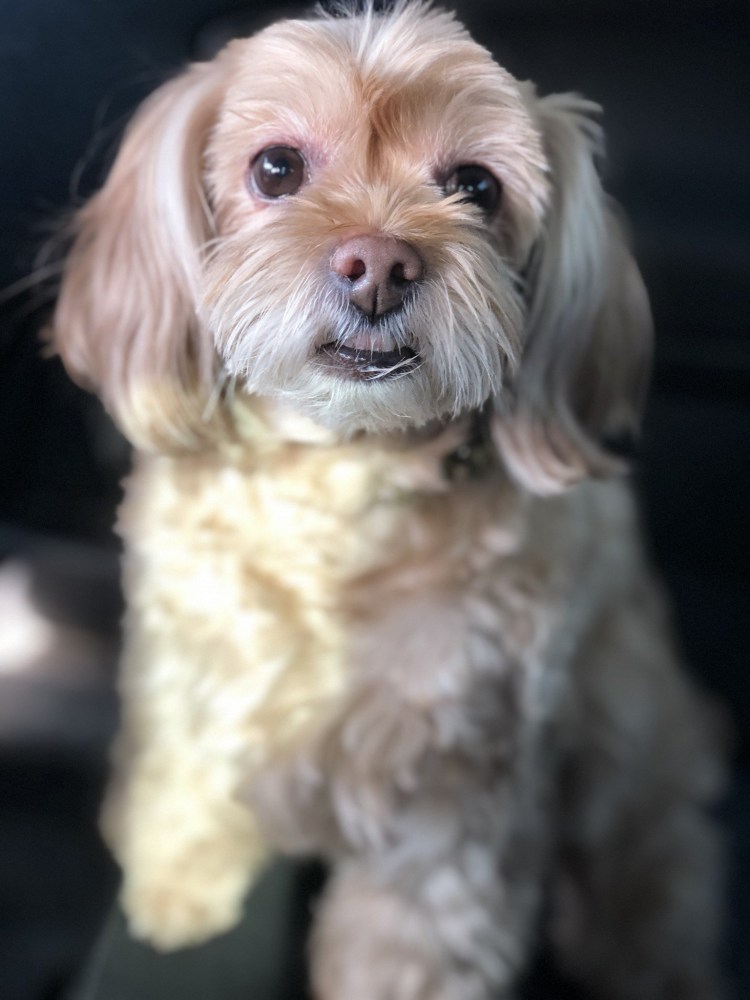 Санкт-Петербургская Орхидея порода собак