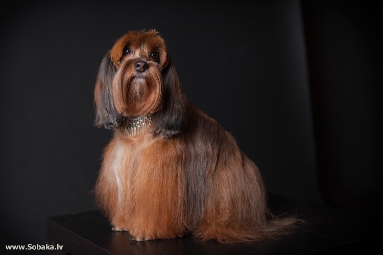 Петербургская Орхидея собака