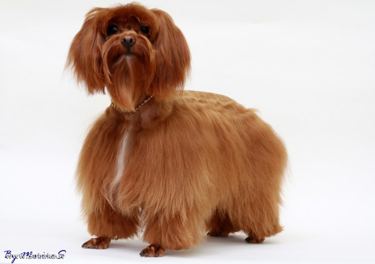 Петербургская Орхидея короткошерстная