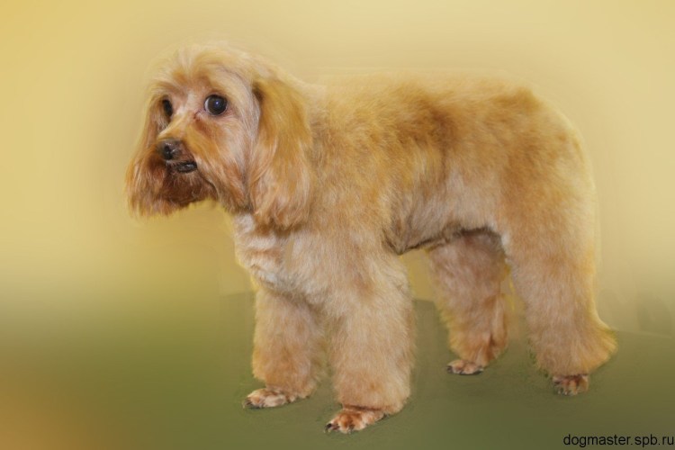 Петербургская Орхидея собака