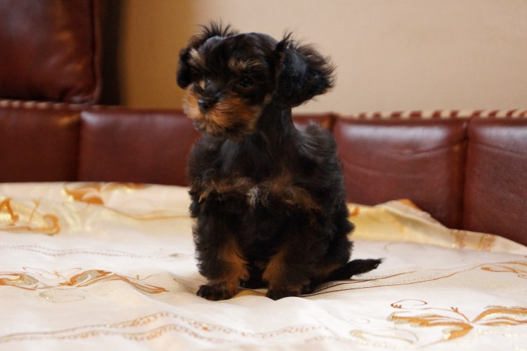 Петербургская Орхидея взрослая лохматая