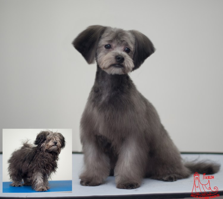 Петербургская цветная болонка