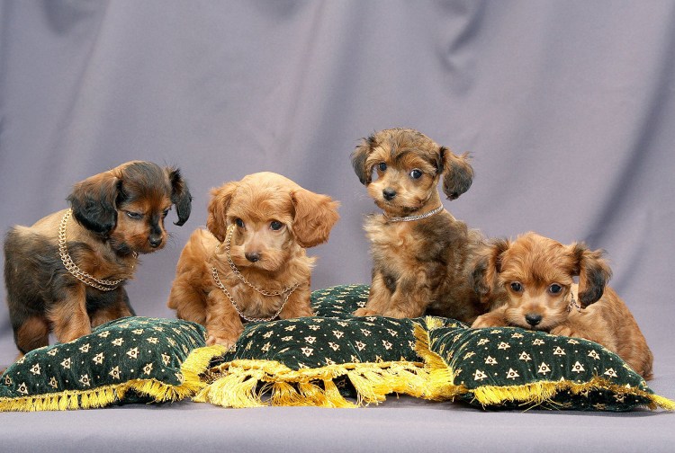 Петербургская Орхидея (Невская Орхидея)