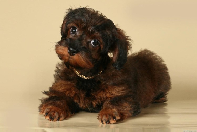 Петербургская Орхидея короткошерстная