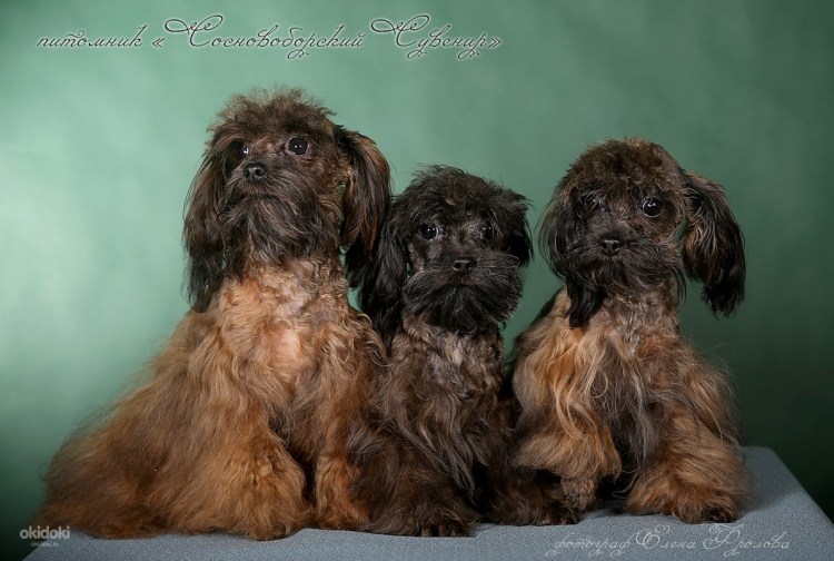 Питербуржская архидея