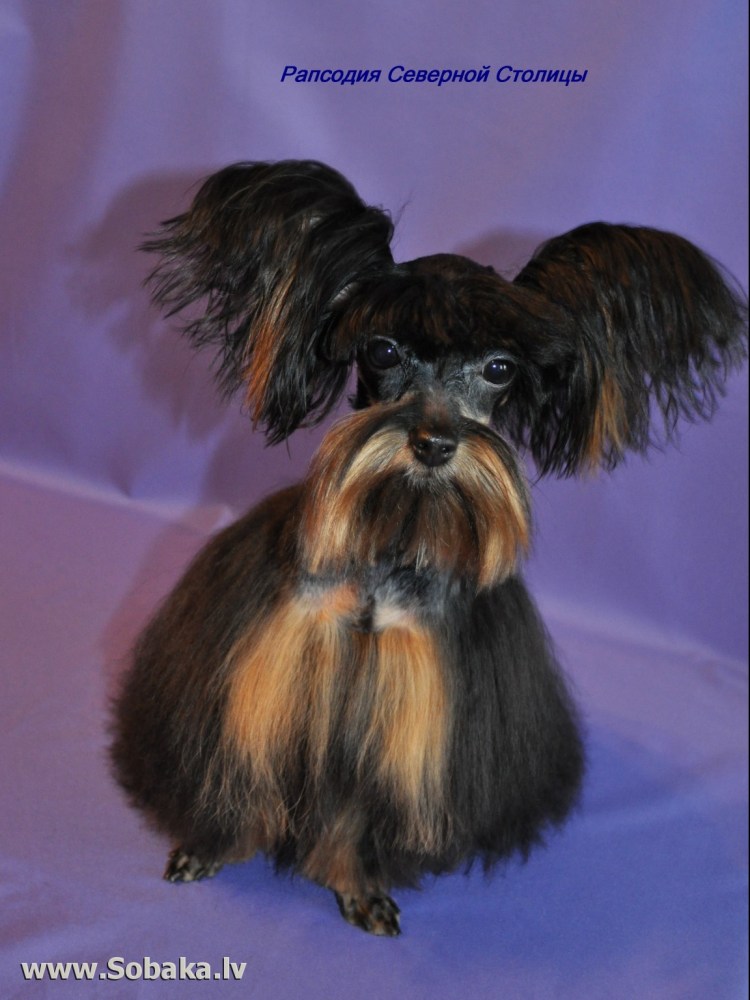 Петербургская Орхидея собака