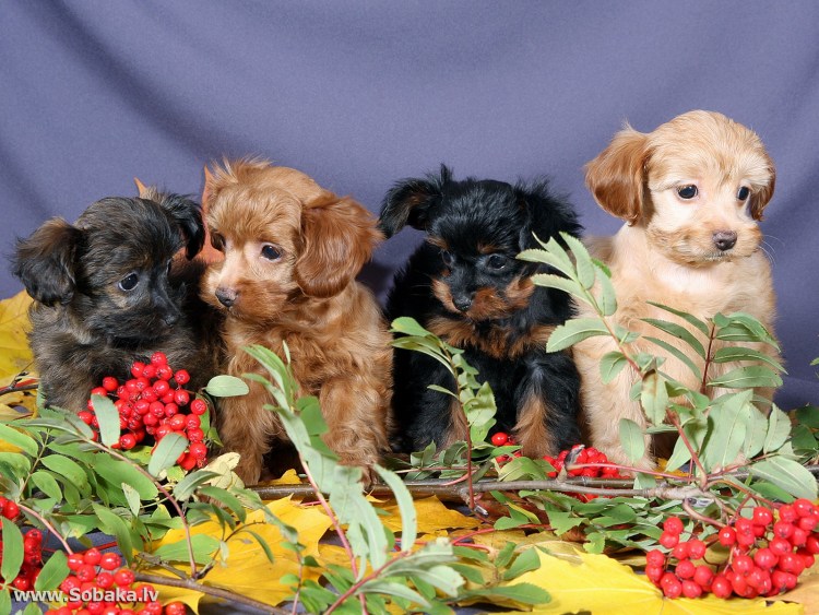 Парижская Орхидея порода