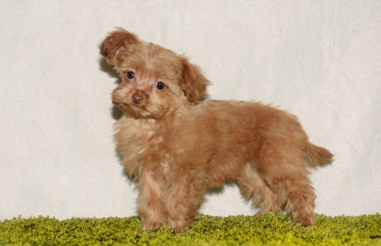 Порода Петербургская Орхидея