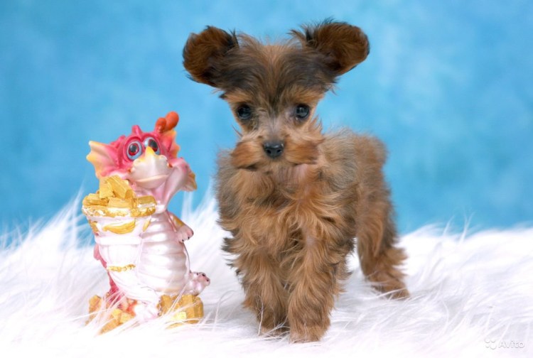 Невский Флер собака