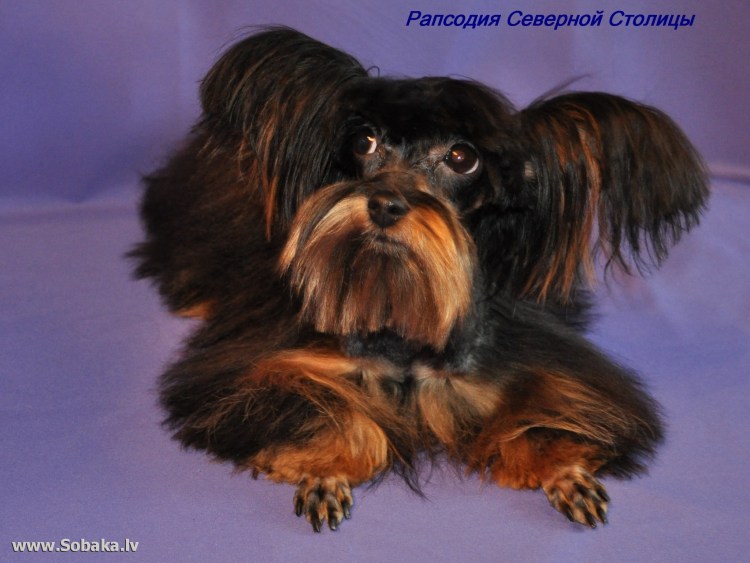 Петербургская Орхидея Невская гладкошерстная