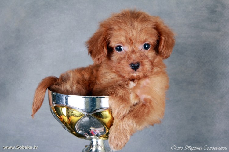 Петербургская Лилия собака