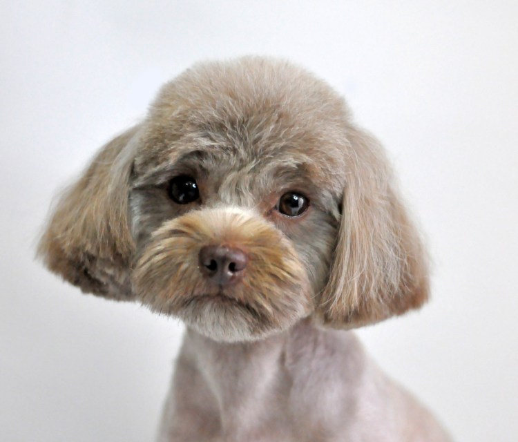 Болонка Петербургская Орхидея