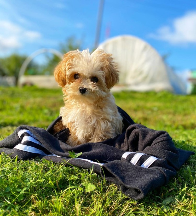 Карликовая Петербургская Орхидея
