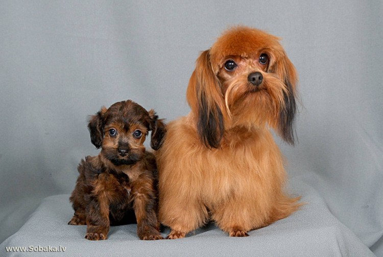 Петербургская Орхидея собака