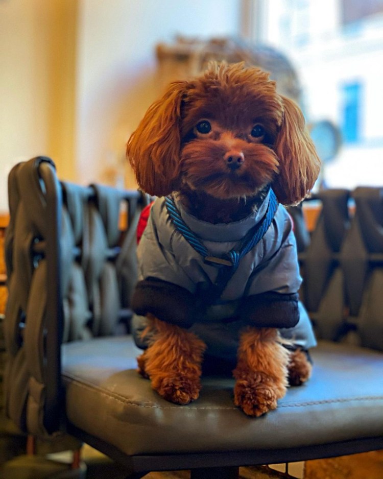 Порода Петербургская Орхидея