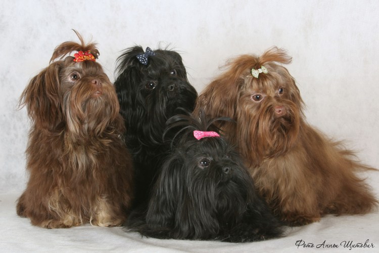 Порода собак Петербургская Орхидея