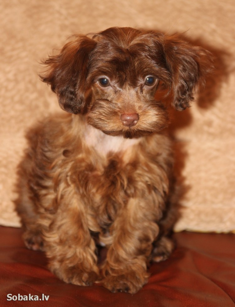 Петербургская Орхидея (Невская Орхидея)