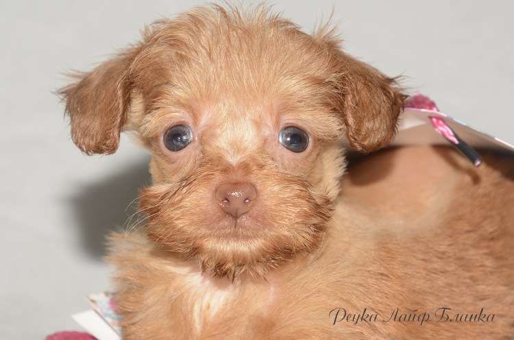 Черная Орхидея собака