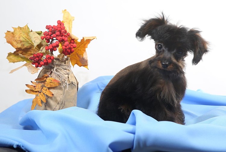 Петербургская Орхидея игрушки