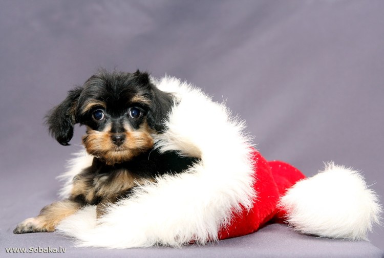 Петербуржская архидея