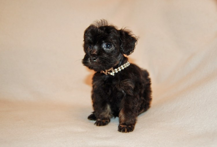 Петербургская Орхидея короткошерстная