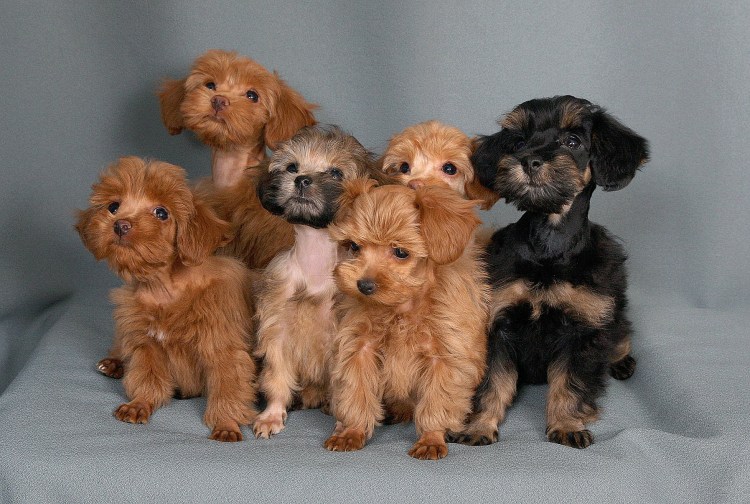 Пудель Петербургская Орхидея