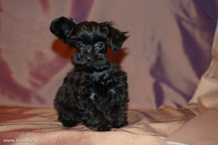 Петербургская Орхидея груминг