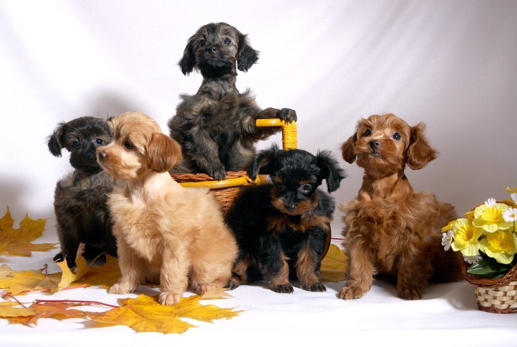 Петербургская Орхидея гладкошерстная