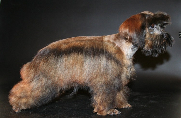 Порода собак Петербургская Орхидея