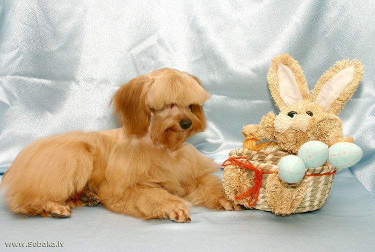 Петербургская Орхидея короткошерстная