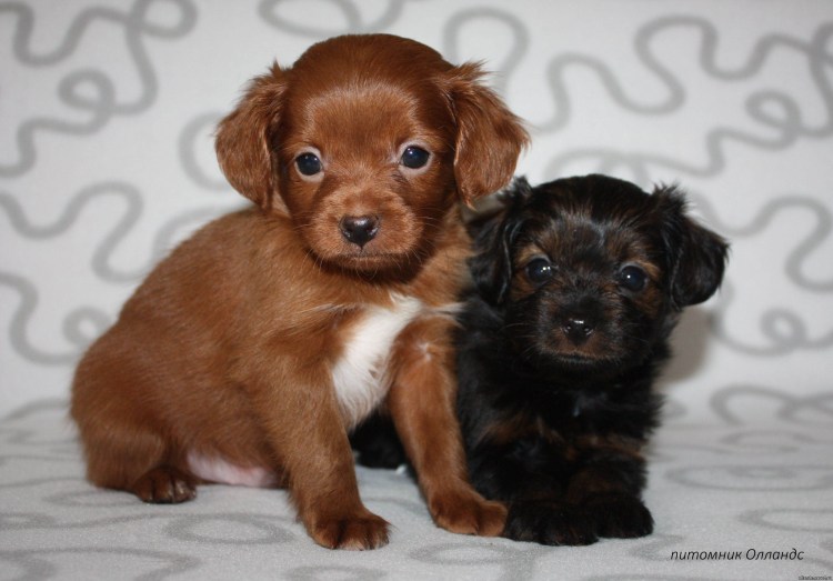 Петербургская Орхидея собака