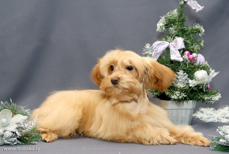 Петербургская Орхидея (Невская Орхидея)