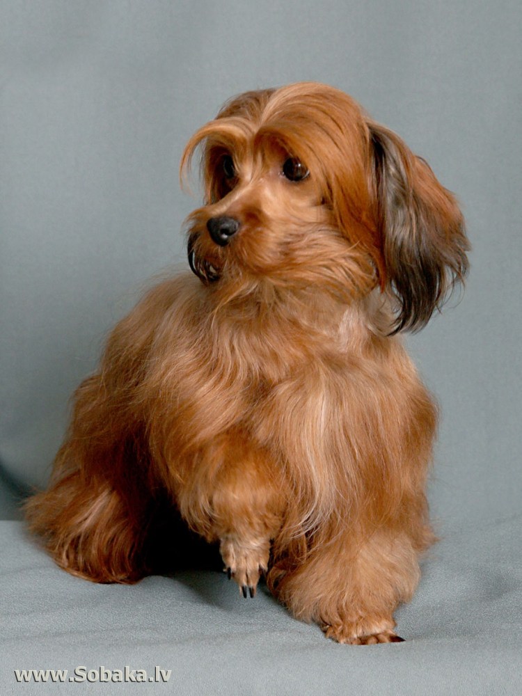 Петербургская Орхидея короткошерстная