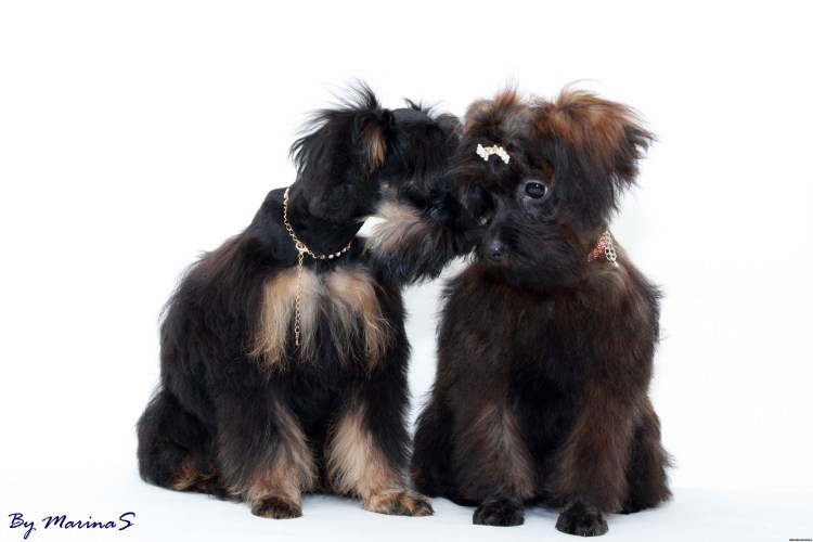 Петербургская Орхидея (Невская Орхидея)