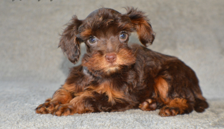 Порода Петербургская Орхидея