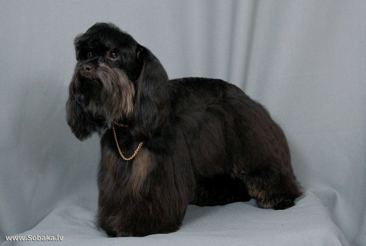 Петербургская Орхидея СПБ